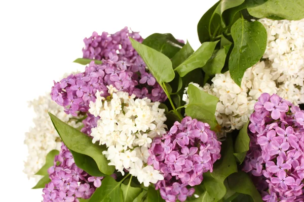 Belles fleurs lilas, isolées sur blanc — Photo