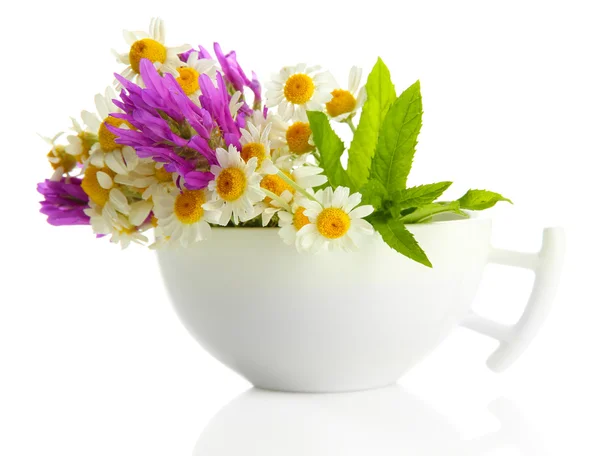 Piękne kwiaty dzikiego i mięty Cup, na białym tle — Zdjęcie stockowe