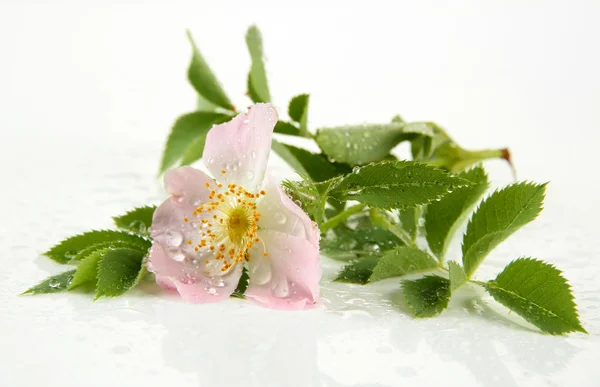Hip rose flower, isolated on white — Stock Photo, Image