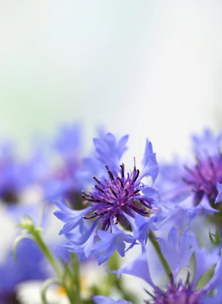 아름 다운 cornflowers, 야외 — 스톡 사진