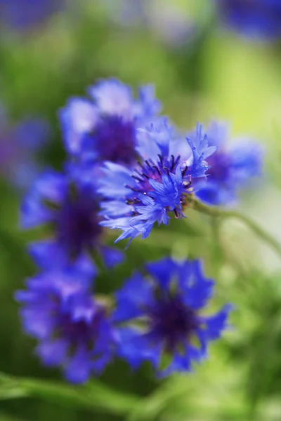 Mooi boeket van korenbloemen op groene achtergrond — Stockfoto