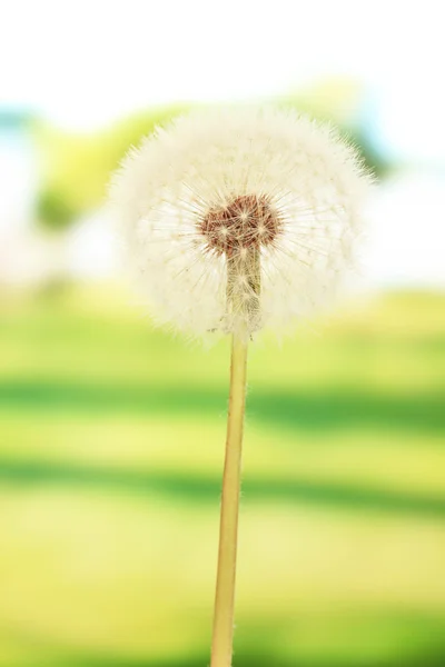 Dandelion on bright background — Stock Photo, Image