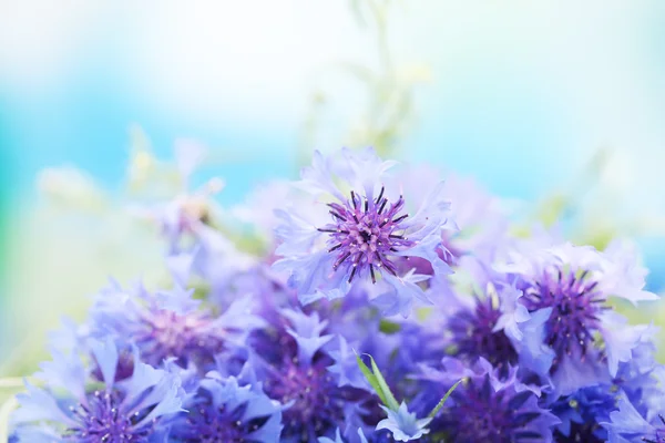 Mooi boeket van korenbloemen op blauwe achtergrond — Stockfoto