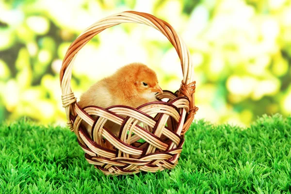 Little chicken in wicker basket on grass on bright background — Stock Photo, Image