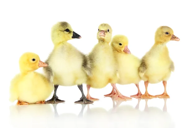 Piccoli anatroccoli isolati su bianco — Foto Stock