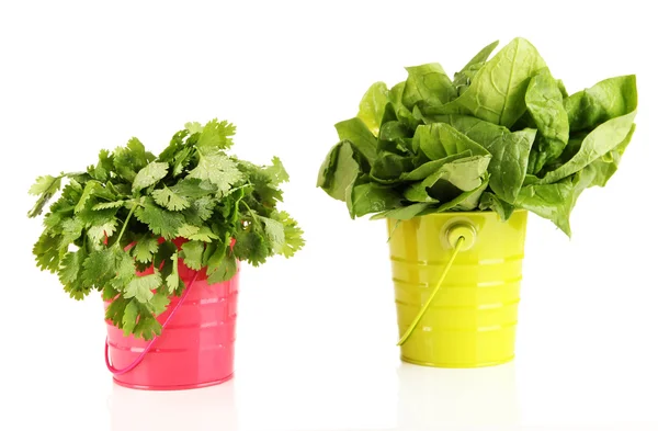 Hierba fresca en cubos coloridos aislados en blanco — Foto de Stock