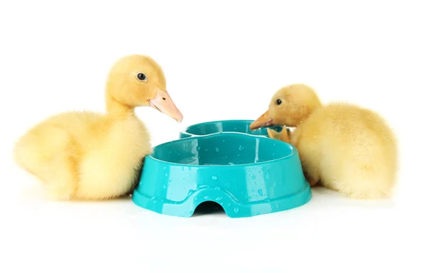 Lindos patitos, con tazón aislado en blanco — Foto de Stock