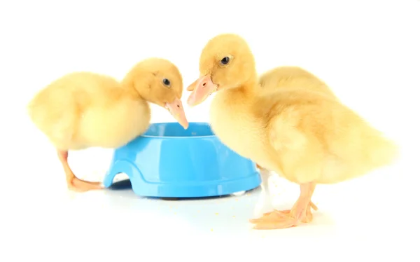 Lindos patitos, con tazón aislado en blanco — Foto de Stock