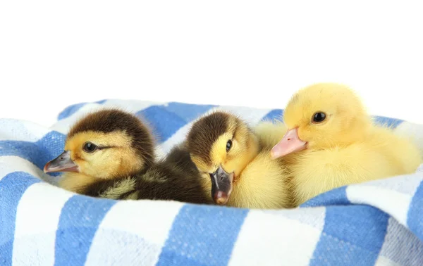 Cute kaczki na kolor tkaniny, na białym tle — Zdjęcie stockowe
