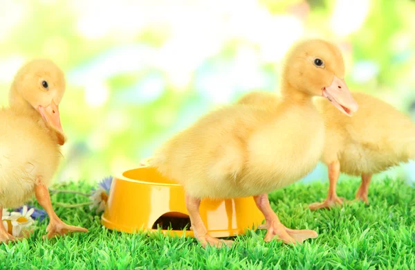可爱小鸭与绿色草地上，在明亮的背景上的酒碗 — 图库照片