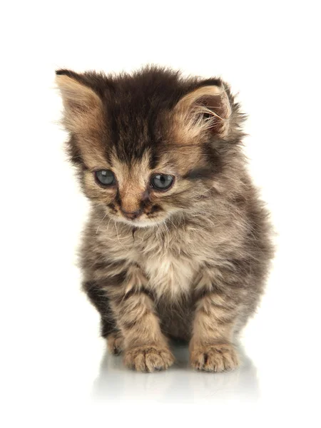 화이트에 고립 된 작은 고양이 — 스톡 사진