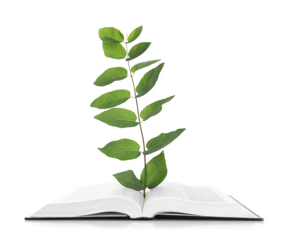 Livro com planta isolada em branco — Fotografia de Stock