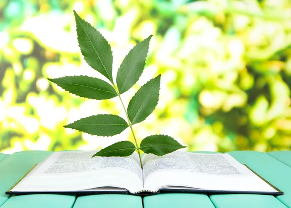 Libro con pianta su tavola su sfondo luminoso — Foto Stock