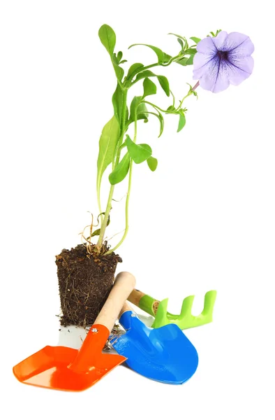 Seedlings and tools gardener isolated on white — Stock Photo, Image