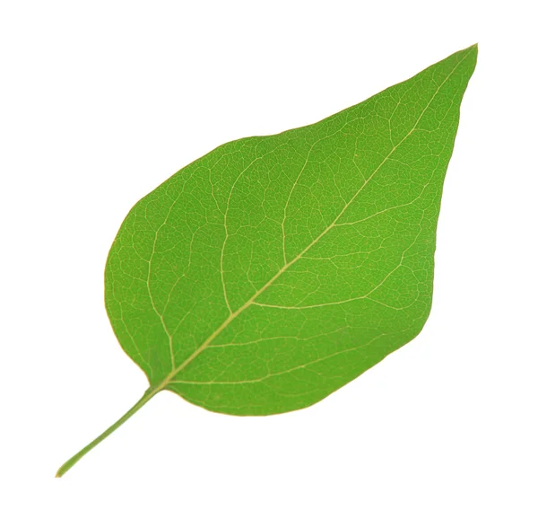 Зеленый лист, выделенный на белый — стоковое фото