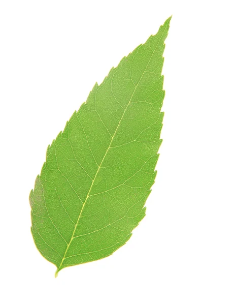 Feuille verte isolée sur blanc — Photo