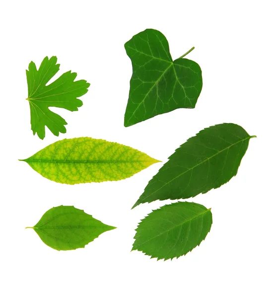 Green leaves isolated on white — Stock Photo, Image