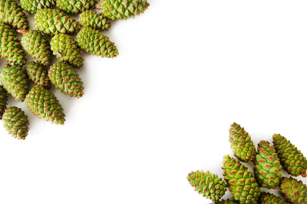 Green pine cones isolated on white — Stock Photo, Image