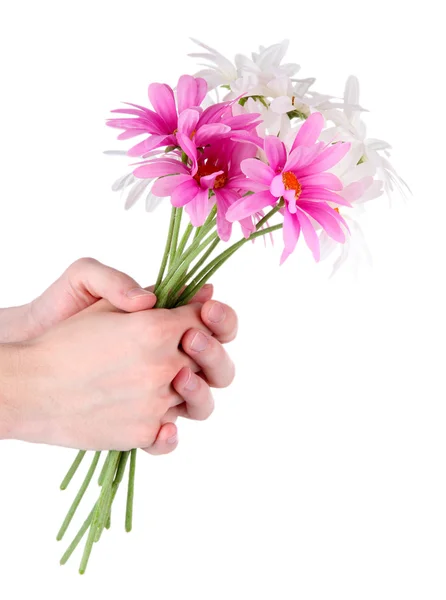 Man's hand geven een chamomiles geïsoleerd op wit — Stockfoto