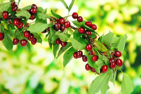 Twig with cherries in garden — Stock Photo, Image