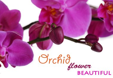 beyaz izole yumuşak güzel orkide