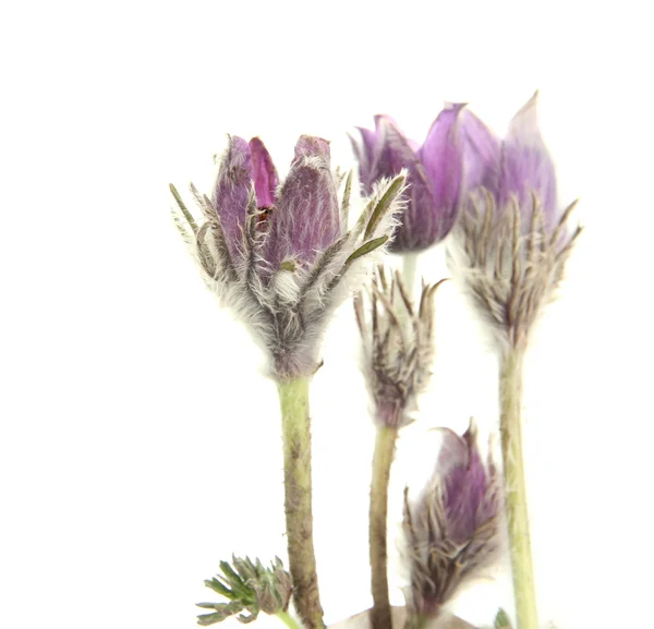Paarse Pulsatilla bloemen, geïsoleerd op wit — Stockfoto