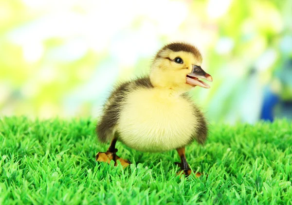 Parlak zemin üzerine yeşil çimenlerin üzerinde sevimli ördek yavrusu — Stok fotoğraf