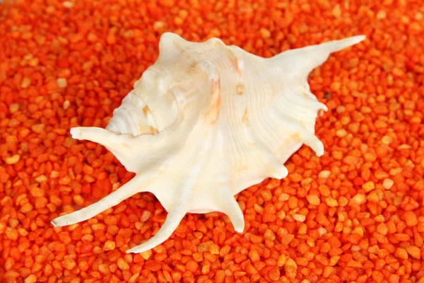 Concha sobre cristales naranjas de fondo de sal marina — Foto de Stock