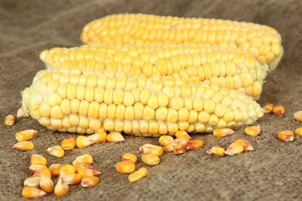 Fresh corn on sackcloth, on bright background — Stock Photo, Image