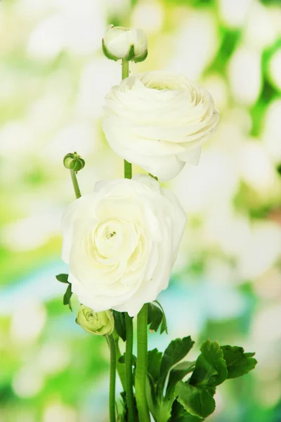 Ranunculus (persiska smörblommor), på grön bakgrund — Stockfoto