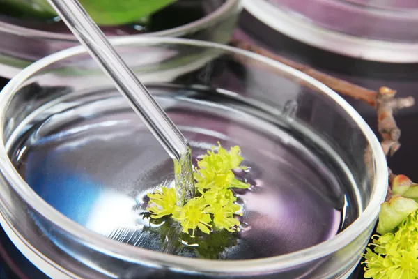 Ricerca chimica in capsule di Petri su fondo viola scuro — Foto Stock