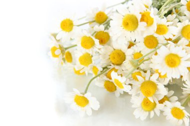 birçok papatya beyaz izole