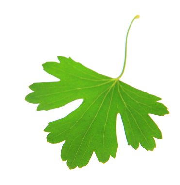 yeşil yaprak beyaz üzerinde izole