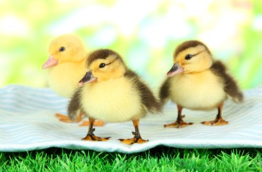 Cute ducklings on fabric, on green grass, on bright background