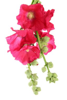 pembe ebegümeci çiçekler, üzerinde beyaz izole