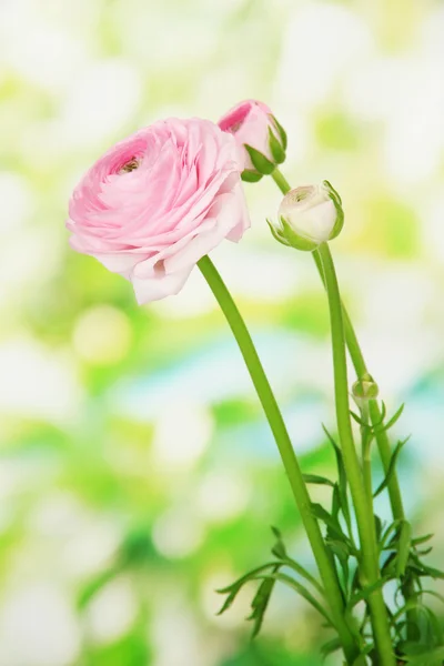 Ranunculus (tazas de mantequilla persa), sobre fondo verde — Foto de Stock