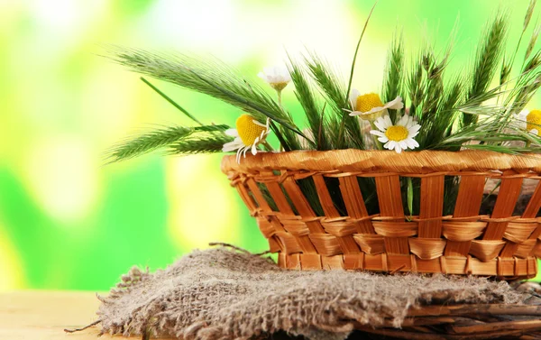 Many spikelets and chamomile on satin in basket on wooden table on nature background — Stock Photo, Image