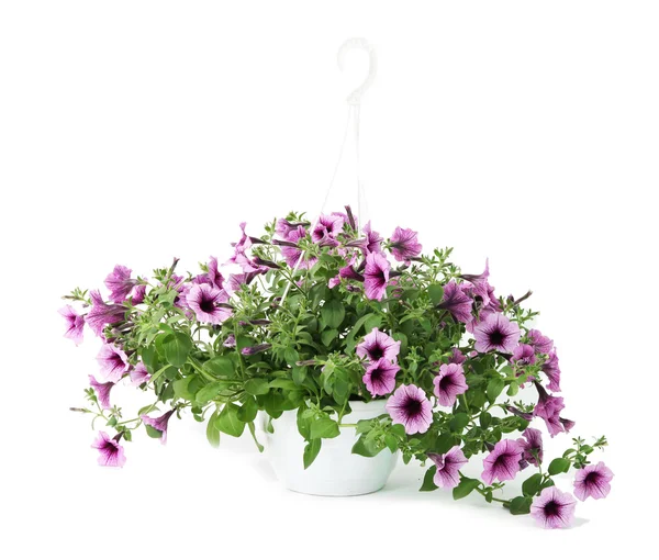 Purple petunia in flowerpot on white background — Stock Photo, Image