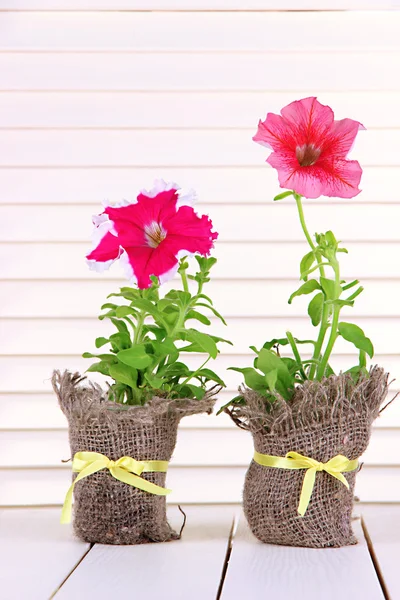 Petunia's in potten op houten achtergrond — Stockfoto