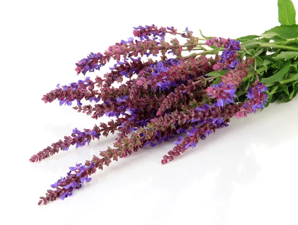 Fleurs de salvia, isolées sur blanc — Photo