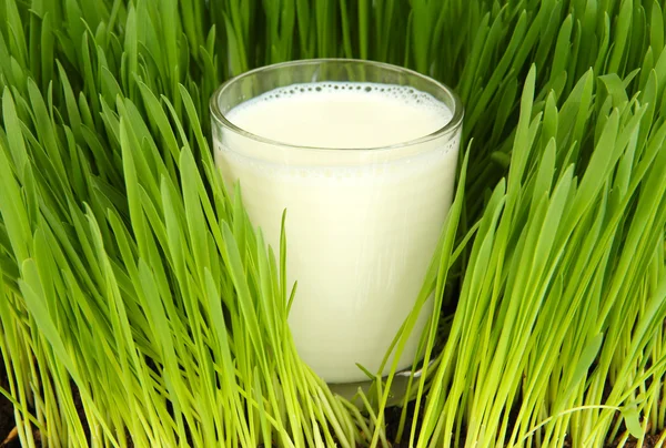 Glas melk staande op gras close-up — Stockfoto
