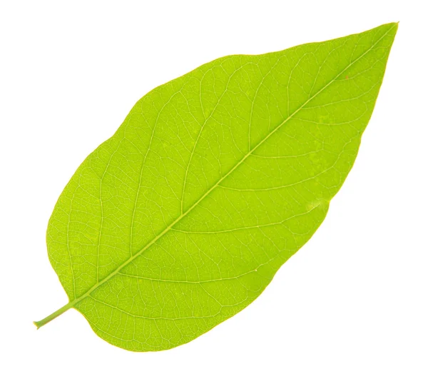 Hoja verde aislada sobre blanco —  Fotos de Stock