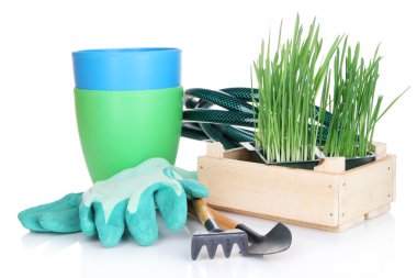 Tohum Kutusu ile üzerine beyaz izole fide