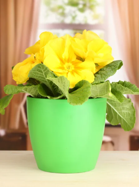 美丽黄色报春的木制窗台上的花盆 — 图库照片