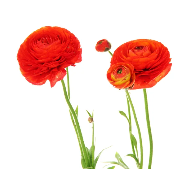 Ranunculus (persian buttercups), isolated on white — Stock Photo, Image