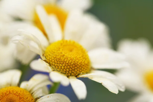 Mooie wild camomiles, buiten — Stockfoto