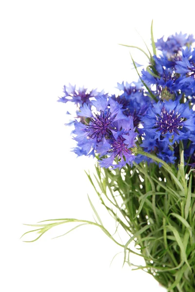 Cornflowers, 흰색 절연의 아름 다운 부케 — 스톡 사진