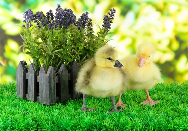 Little ducklings with flower on grass on bright background — Stock Photo, Image