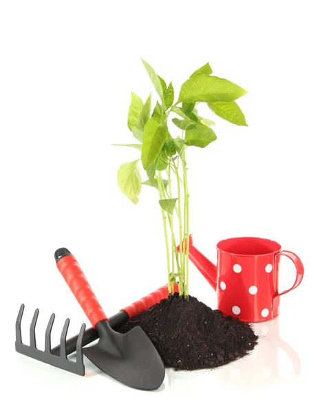 Jovem planta em solo isolado em branco — Fotografia de Stock