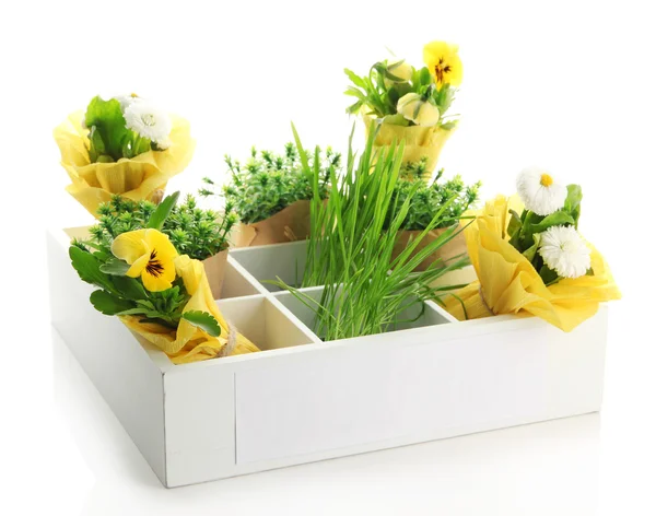 Prachtige Lentebloemen en gras in houten kist geïsoleerd op wit — Stockfoto